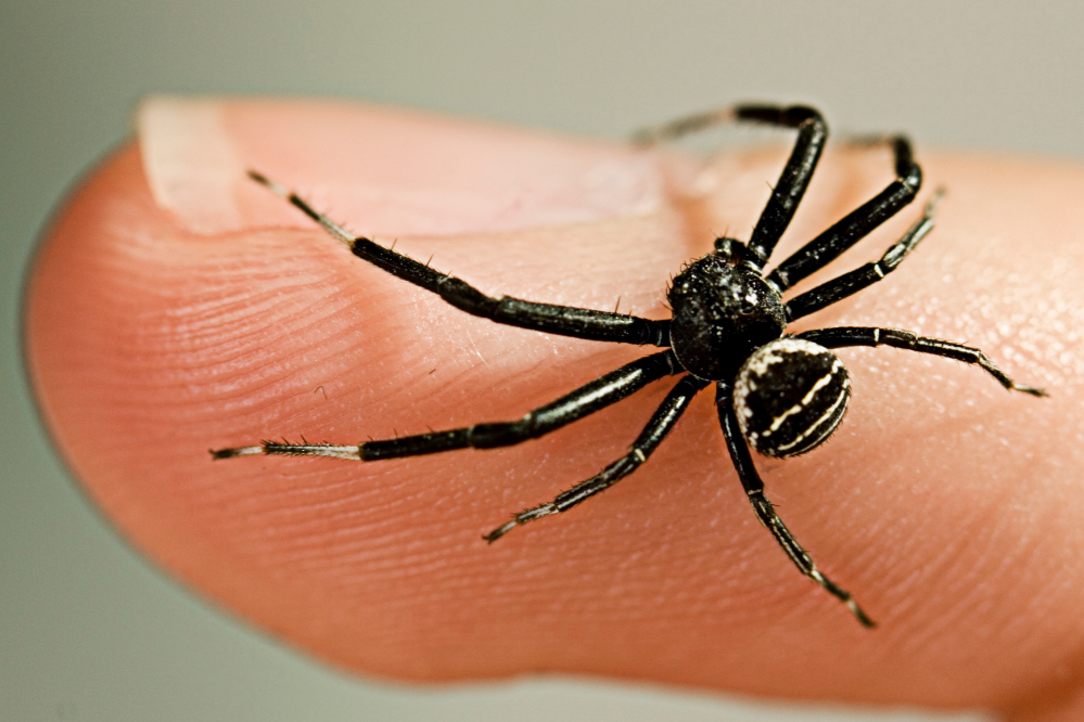  At drømme om en sort edderkop: Hvad betyder det?