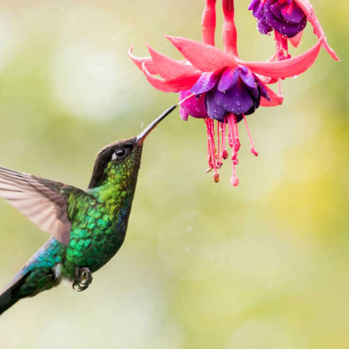  At drømme med kolibri: Hvad betyder det?