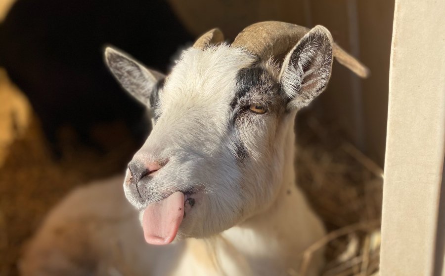  Sognare una capra: cosa significa?