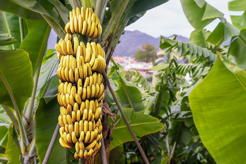  Snění o banánových hroznech: Co to znamená?