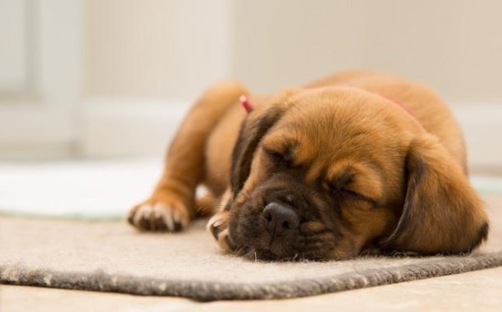  دیدن سگ قهوه ای در خواب: تعبیر آن چیست؟