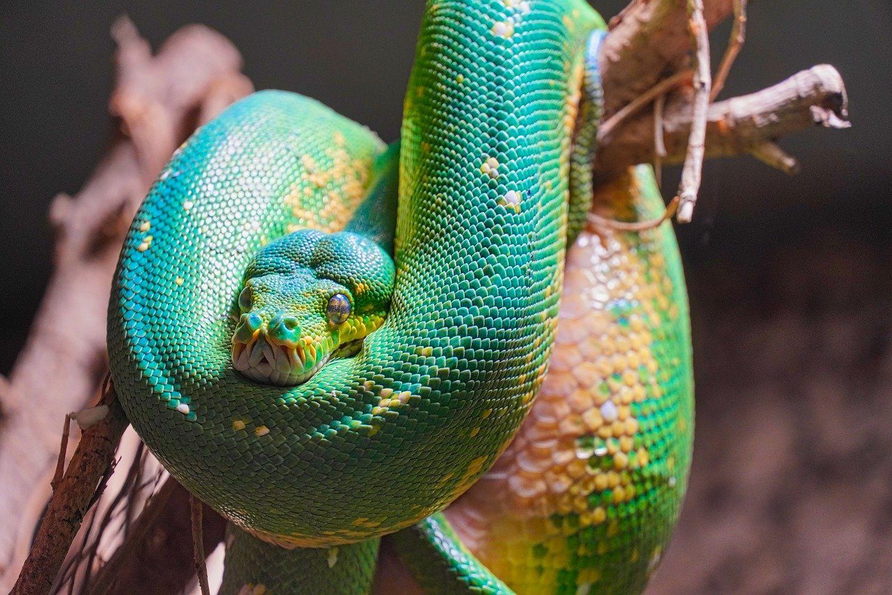  At drømme med en farvet slange: Hvad betyder det?