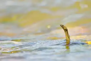  Sapņot ar čūsku ūdenī: ko tas nozīmē?