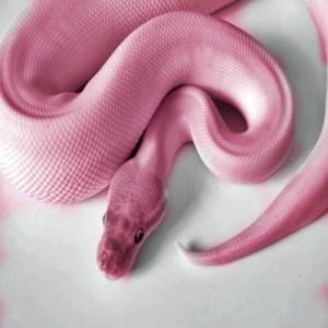  Růžový hadí sen: Co to znamená?
