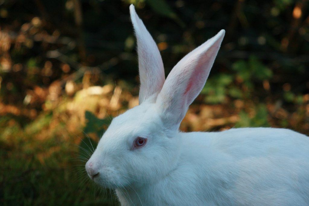  Snění o bílém králíkovi: Co to znamená?