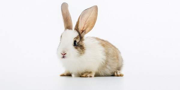  Snění o králíkovi: Co to znamená?