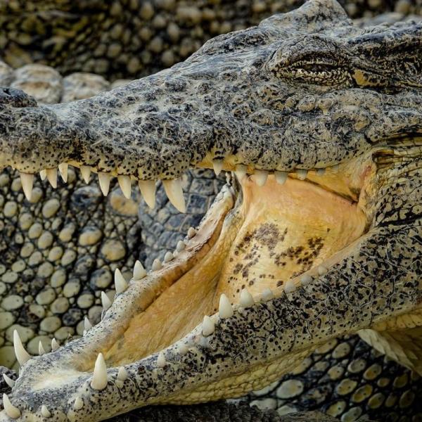  Snít o krokodýlovi: Co to znamená?
