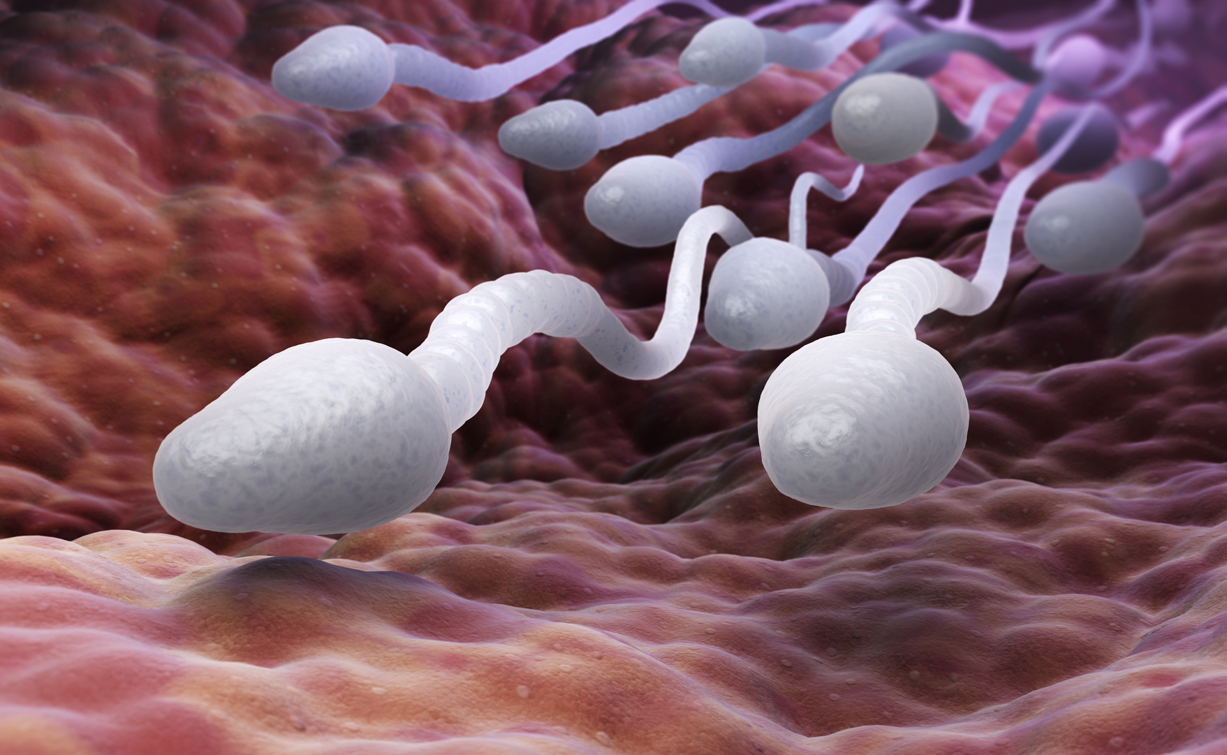  Snění o spermiích: co to znamená?