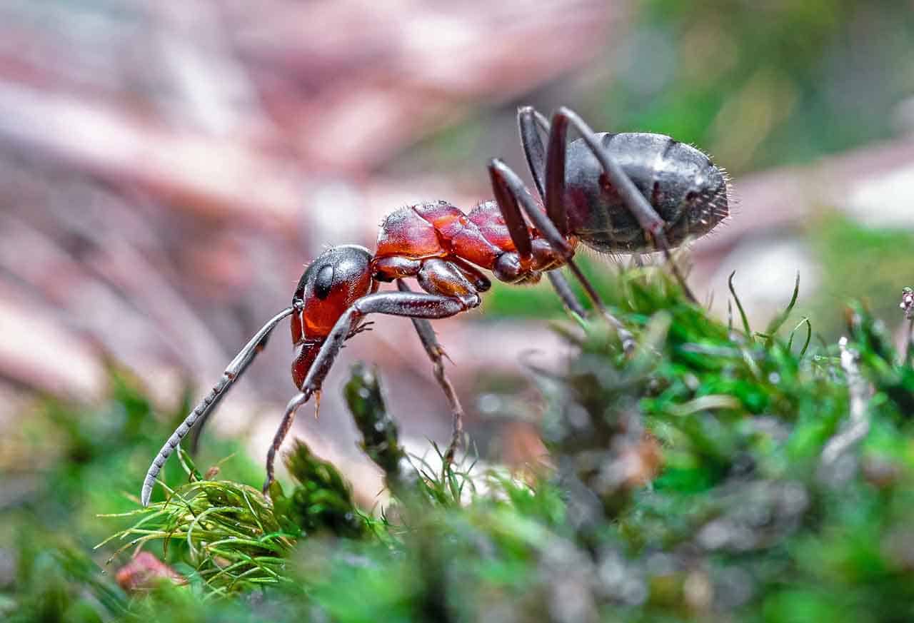  At drømme om myrer: Hvad betyder det?