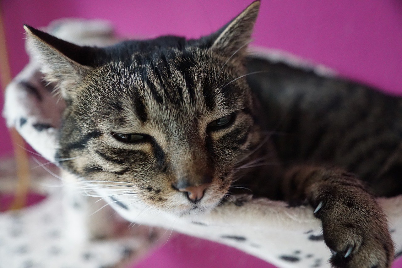  Sognare un gatto ferito: cosa significa?