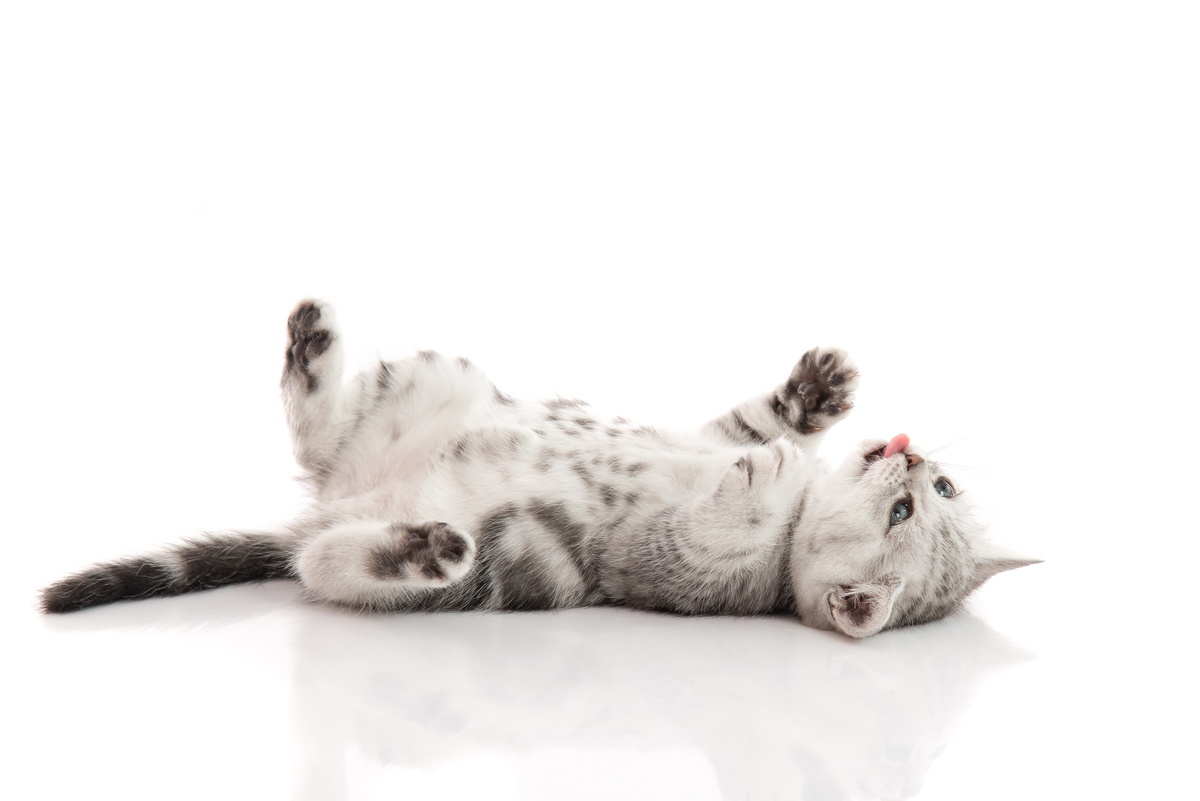 At drømme om en døende kat: Hvad betyder det?