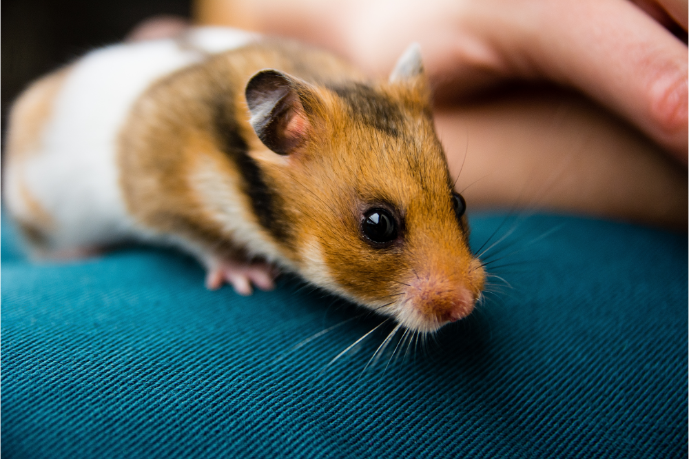  At drømme om hamster: Hvad betyder det?
