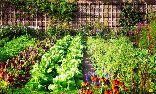  Snění o zeleninové zahradě: Co to znamená?