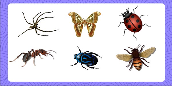  At drømme om insekter: Hvad betyder det?