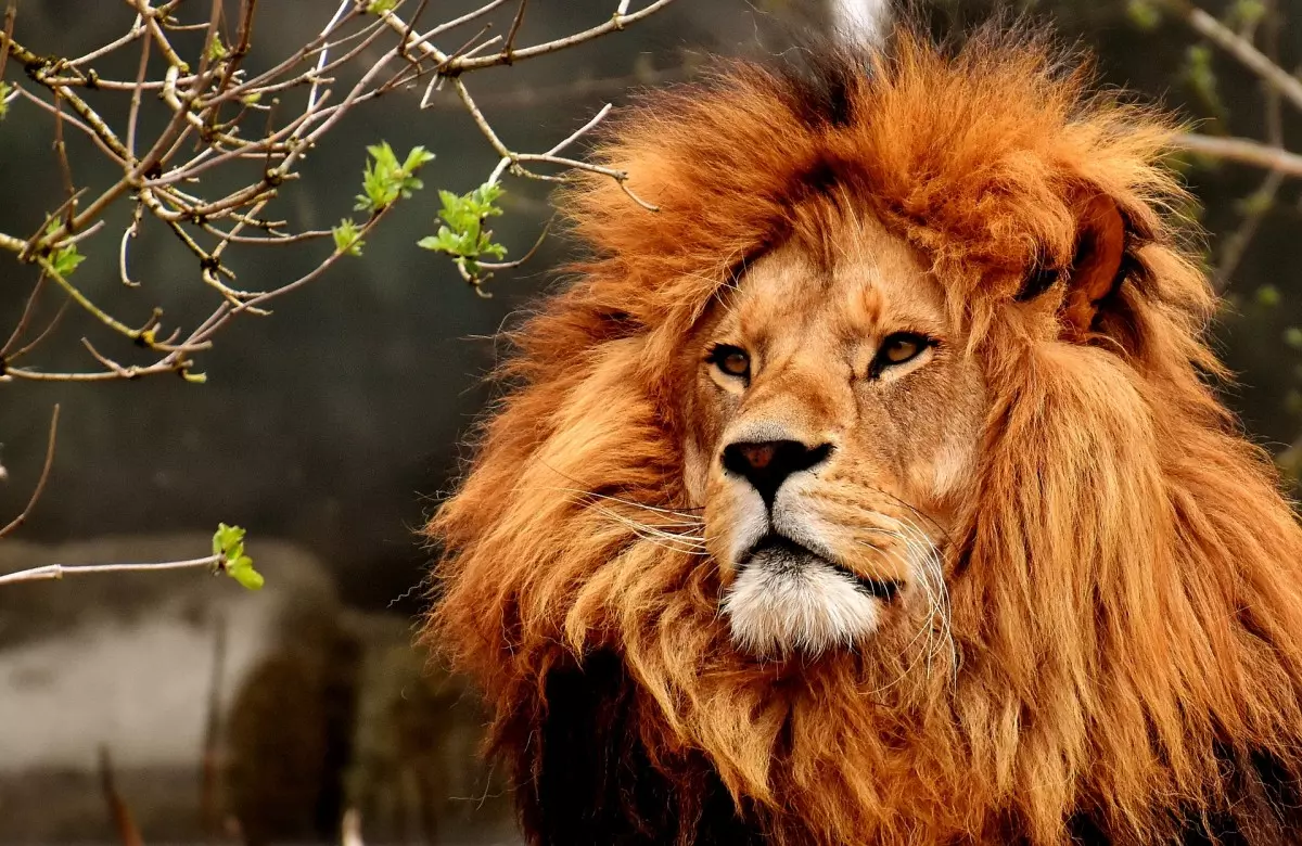  At drømme om en løve: Hvad betyder det?
