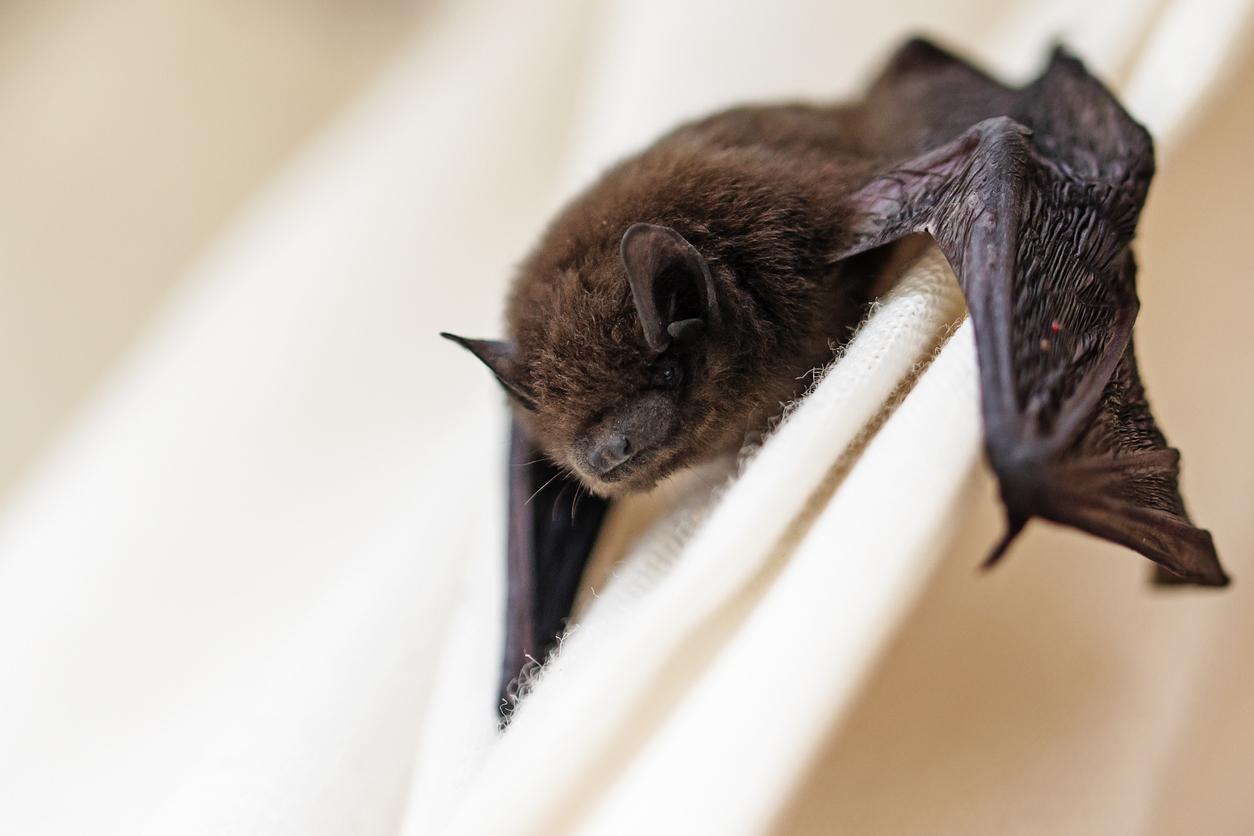  خواب خفاش: تعبیرش چیست؟