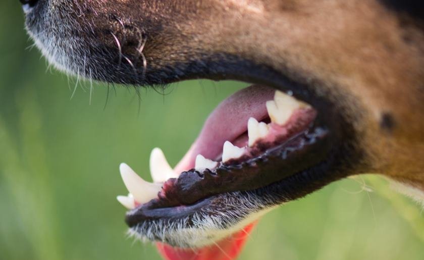  犬に噛まれる夢：その意味とは？