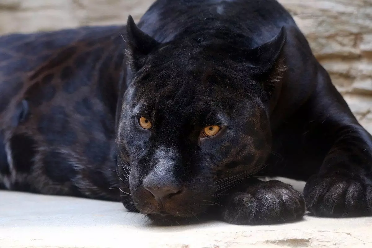  Snění o černém jaguárovi: Co to znamená?