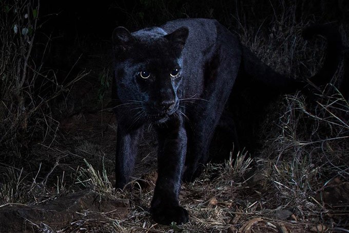  Sapņot par Black Panther: ko tas nozīmē?