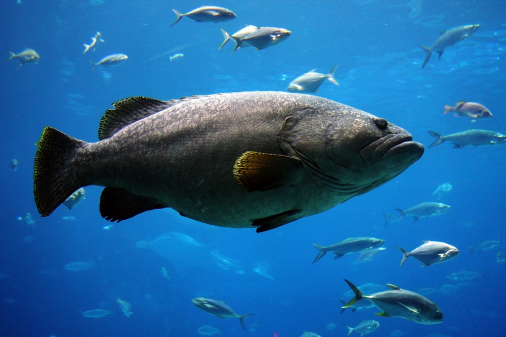  At drømme om store fisk: Hvad betyder det?