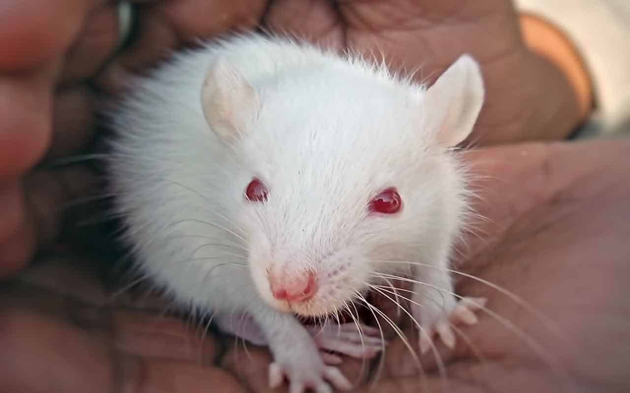 At drømme om en hvid rotte: Hvad betyder det?