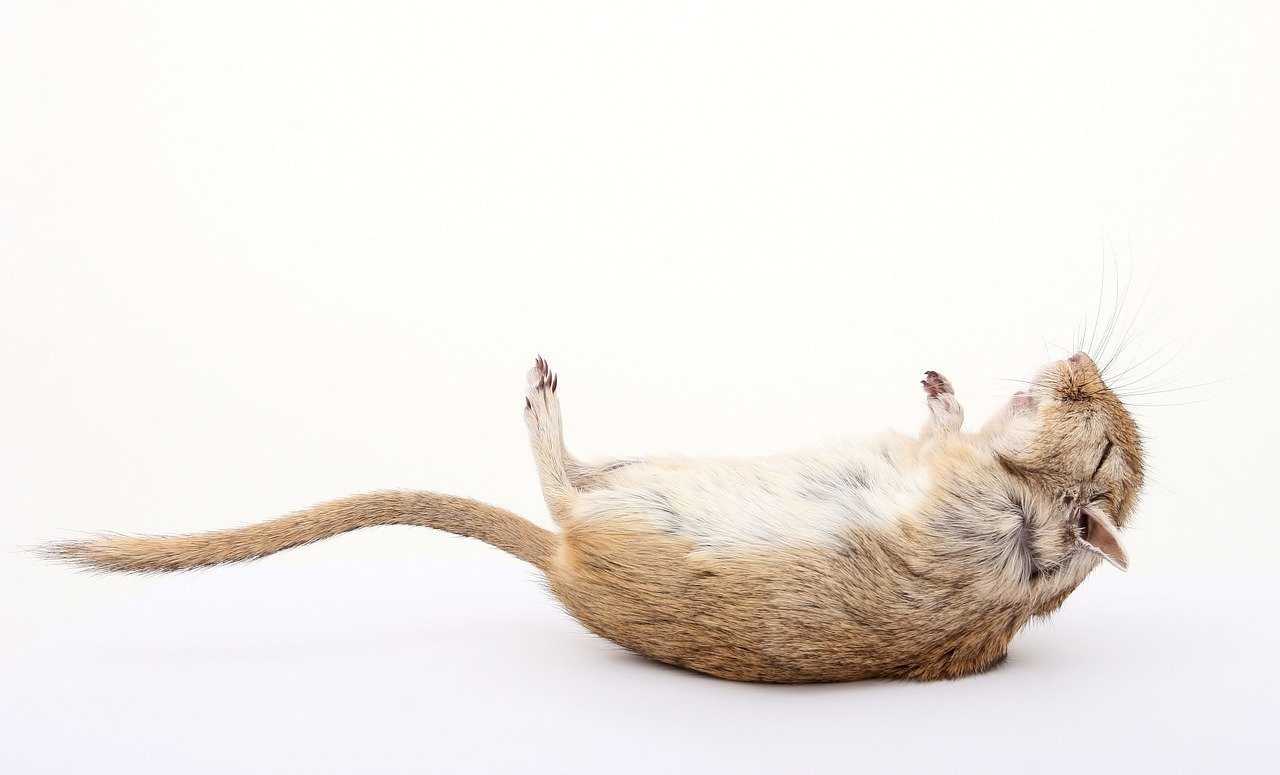  Sognare un topo morto: cosa significa?