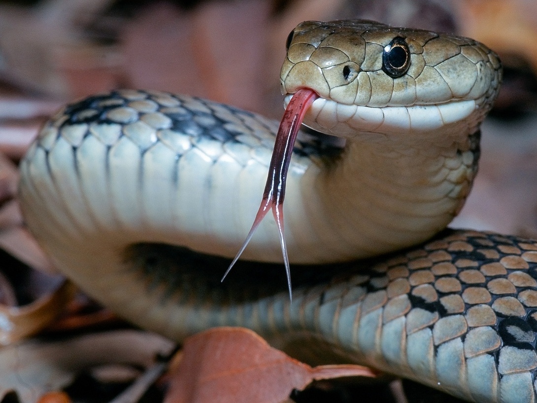  Sen o zabití hada: Co to znamená?